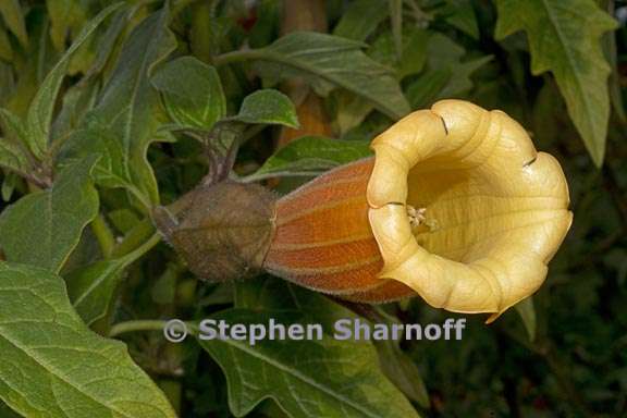 brugmansia vulcanicola 1 graphie